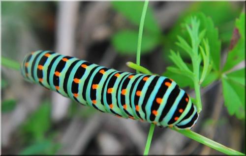 Réf. 213 545 : Papilio machaon